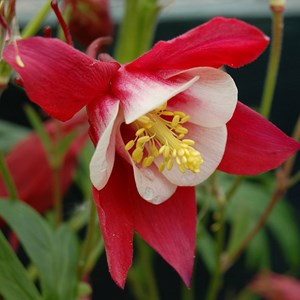 6 x ancolie  - aquilegia 'crimson star'  - godet 9x9 cm