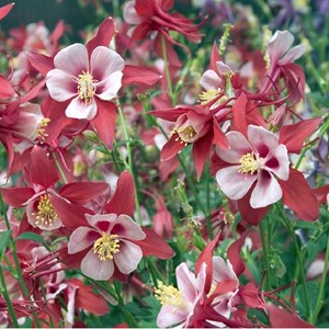 6 x ancolie  - aquilegia 'crimson star'  - godet 9x9 cm