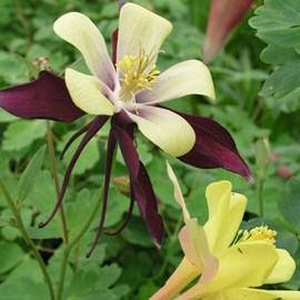 6 x ancolie  - aquilegia 'dragonfly hybrids'  - godet 9x9 cm