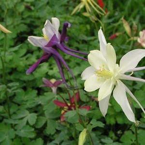 6 x ancolie  - aquilegia 'dragonfly hybrids'  - godet 9x9 cm