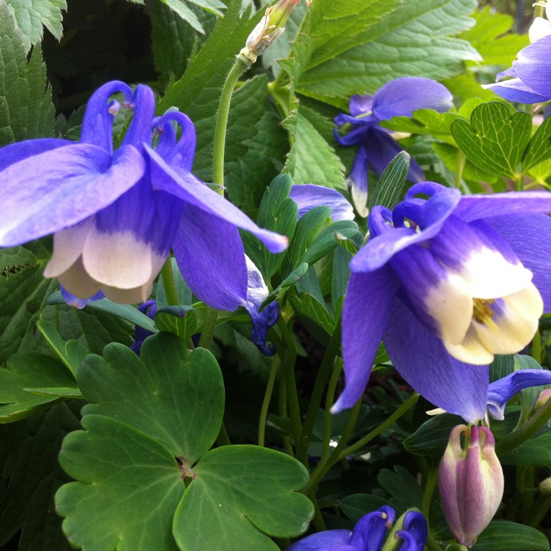 Arborix - 6 x ancolie naine 'mini star' - aquilegia flabellata 'ministar'  - godet 9x9 cm