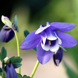 6 x ancolie naine 'mini star' - aquilegia flabellata 'ministar'  - godet 9x9 cm