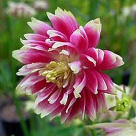 6 x ancolie  - aquilegia 'nora barlow'  - godet 9x9 cm