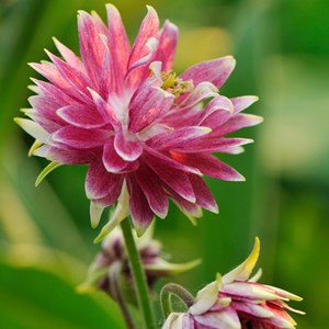 6 x ancolie  - aquilegia 'nora barlow'  - godet 9x9 cm