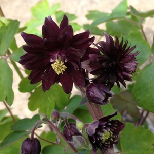 6 x ancolie des jardins  - aquilegia vulgaris 'black barlow'  - godet 9x9 cm