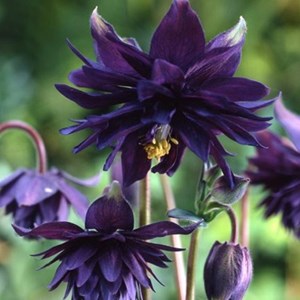 6 x ancolie des jardins  - aquilegia vulgaris 'black barlow'  - godet 9x9 cm