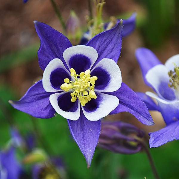 6 x ancolie des jardins - aquilegia vulgaris - godet 9x9 cm