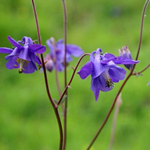6 x ancolie des jardins - aquilegia vulgaris  - godet 9x9 cm