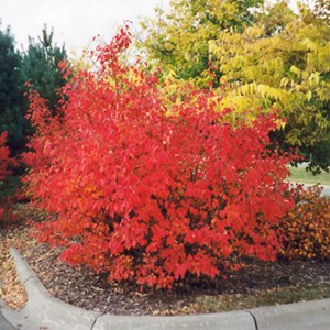 2 x aronie à feuilles d'arbousier - aronia arbutifolia 'brilliant' - 40-60 cm