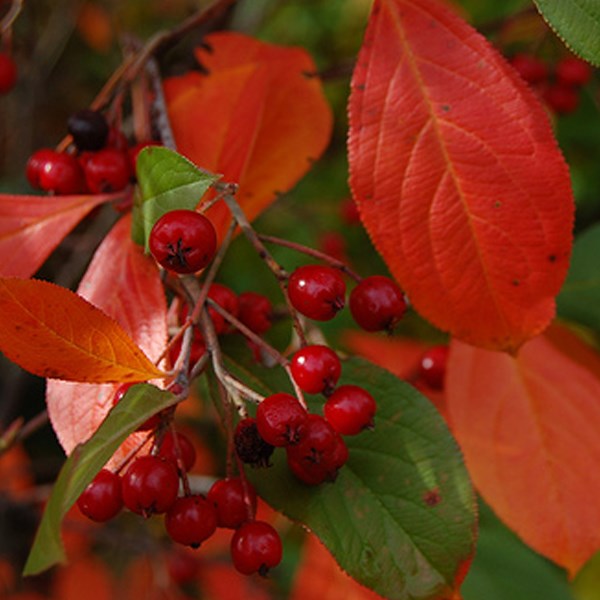Arborix - 2 x aronie à feuilles d'arbousier - aronia arbutifolia 'brilliant' - 40-60 cm