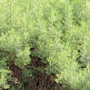 6 x armoise citronnelle - artemisia abrotanum  - godet 9x9 cm