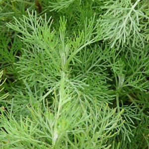 6 x armoise citronnelle - artemisia abrotanum  - godet 9x9 cm