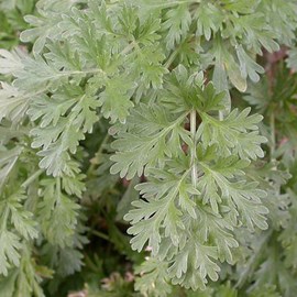 6 x absinthe - artemisia absinthium  - godet 9x9 cm