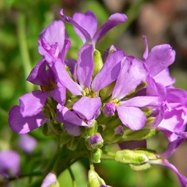 6 x arabette de californie - arabis blepharophylla  - godet 9x9 cm