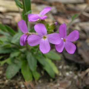 6 x arabette de californie - arabis blepharophylla  - godet 9x9 cm