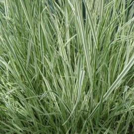 6 x arrhenatherum bulbusom - arrhenatherum bulbosum 'variegatum' - godet 9x9 cm