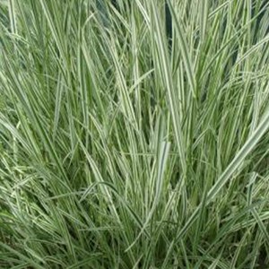 6 x arrhenatherum bulbusom - arrhenatherum bulbosum 'variegatum' - godet 9x9 cm