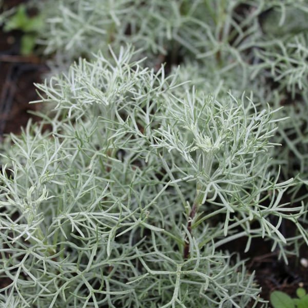 Arborix - 6 x armoise argentée - artemisia 'canescens' - godet 9x9 cm