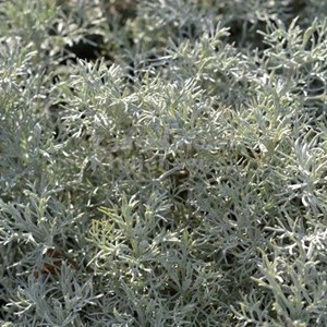 6 x armoise argentée - artemisia 'canescens'  - godet 9x9 cm