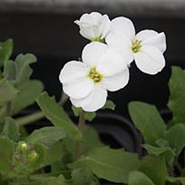 6 x arabette du caucase 'snow cap' - arabis caucasica 'snowcap'  - godet 9x9 cm