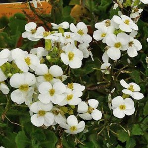 6 x arabette du caucase 'snow cap' - arabis caucasica 'snowcap'  - godet 9x9 cm