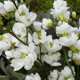 6 x arabette du caucase  - arabis caucasica 'bakkely'  - godet 9x9 cm