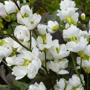 6 x arabette du caucase  - arabis caucasica 'bakkely'  - godet 9x9 cm