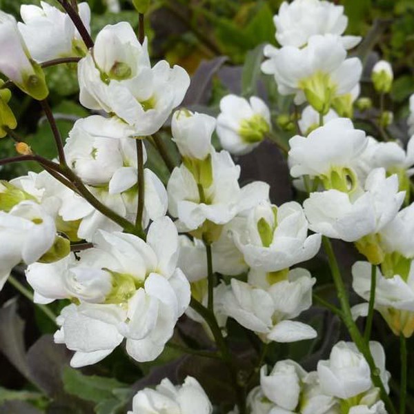 Arborix - 6 x arabette du caucase  - arabis caucasica 'bakkely'  - godet 9x9 cm