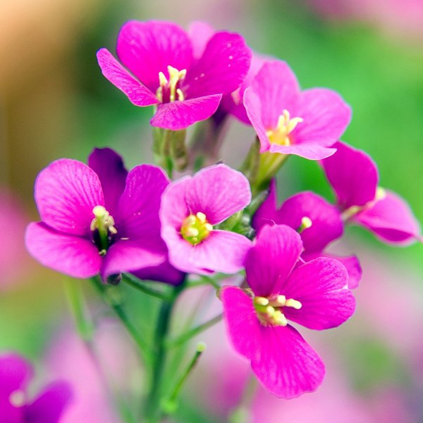 Arborix - 6 x arabette du caucase 'compinkie - arabis caucasica 'compinkie' - godet 9x9