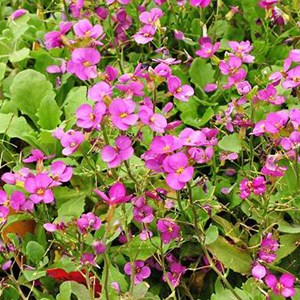 6 x arabette du caucase 'compinkie - arabis caucasica 'compinkie' - godet 9x9