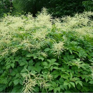 6 x barbe-de-bouc dioïque - aruncus dioicus  - godet 9x9 cm