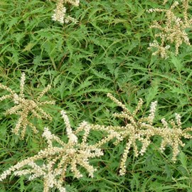 6 x barbe-de-bouc dioïque  - aruncus dioicus 'kneiffii'  - godet 9x9 cm