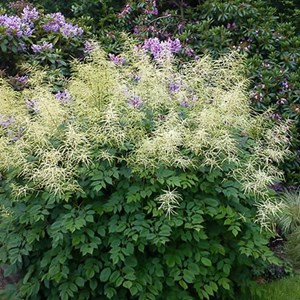 6 x barbe-de-bouc dioïque  - aruncus dioicus 'kneiffii'  - godet 9x9 cm