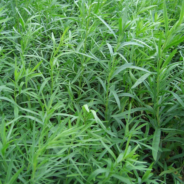 6 x estragon - artemisia dracunculus 'senior' - godet 9x9 cm