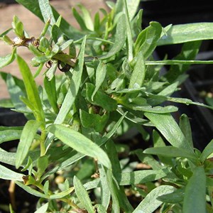 6 x estragon  - artemisia dracunculus 'senior'  - godet 9x9 cm