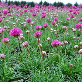 6 x gazon d'espagne  - armeria 'dusseldorfer stolz'  - godet 9x9 cm