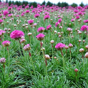 6 x gazon d'espagne  - armeria 'dusseldorfer stolz'  - godet 9x9 cm