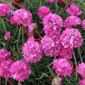 6 x gazon d'espagne  - armeria 'dusseldorfer stolz'  - godet 9x9 cm