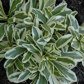 6 x arabis ferdinandi-coburgii - arabis ferdinadi-coburgii 'variegata' - godet