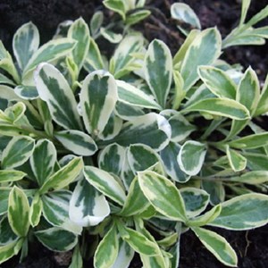 6 x arabis ferdinandi-coburgii - arabis ferdinadi-coburgii 'variegata' - godet