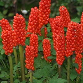 6 x faux arum, arum d'italie - arum italicum  - godet 9x9 cm