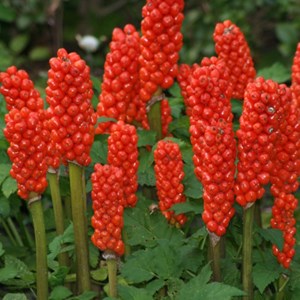 6 x faux arum, arum d'italie - arum italicum  - godet 9x9 cm