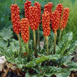 6 x faux arum, arum d'italie - arum italicum  - godet 9x9 cm