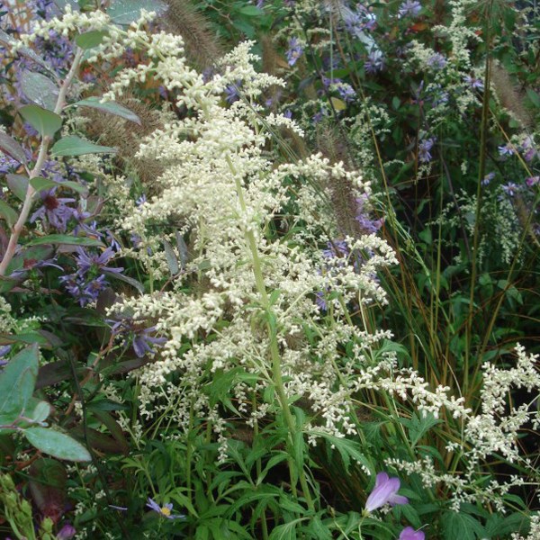 Arborix - 6 x armoise chinoise - artemisia lactiflora  - godet 9x9 cm