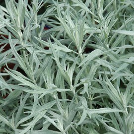 6 x armoise  - artemisia ludoviciana 'silver queen'  - godet 9x9 cm