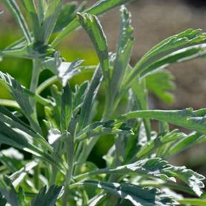 6 x armoise  - artemisia ludoviciana 'silver queen'  - godet 9x9 cm