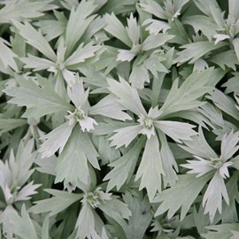 6 x armoise  - artemisia ludoviciana 'valerie finnis'  - godet 9x9 cm