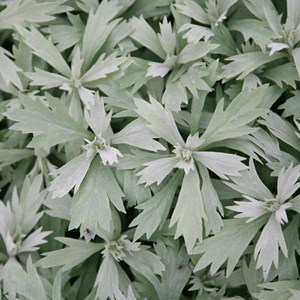 6 x armoise  - artemisia ludoviciana 'valerie finnis'  - godet 9x9 cm