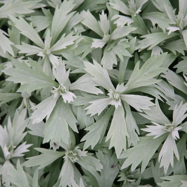Arborix - 6 x armoise - artemisia ludoviciana 'valerie finnis' - godet 9x9 cm