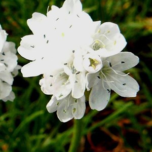 6 x gazon d'espagne - armeria maritima 'alba'  - godet 9x9 cm